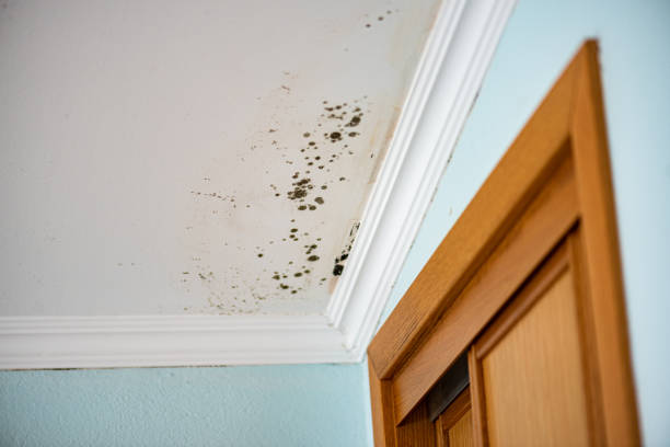 Mold Odor Removal Services in Lake Barcroft, VA